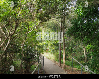 Sentier à travers la promontoire, plantes, arbres, végétation du Bush australien formant une belle promenade naturelle, Forster NSW, Australie Banque D'Images