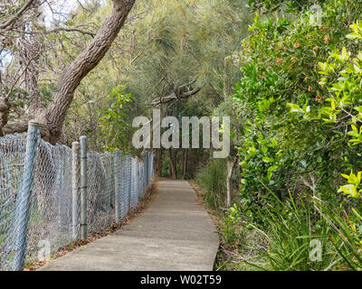 Chemin à travers le promontoire, espace découpé à travers les vignes et la végétation formant un magnifique tunnel naturel à traverser, Forster NSW, Australie Banque D'Images