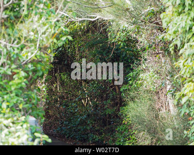 Chemin à travers le promontoire, espace découpé à travers les vignes et la végétation formant un magnifique tunnel naturel à traverser, Forster NSW, Australie Banque D'Images