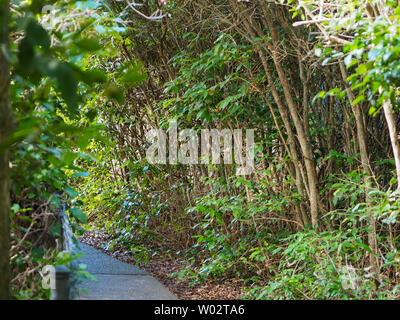 Chemin à travers le promontoire, espace découpé à travers les vignes et la végétation formant un magnifique tunnel naturel à traverser, Forster NSW, Australie Banque D'Images