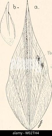 Image d'archive à partir de la page 157 de Die fossilen Tintenfische paläozoologische ; eine. Die fossilen Tintenfische paläozoologische diefossilentinte ; eine Monographie00naef Année : 1922 148 III. Teil : Die Teuthoidea-artigen Tintenfische oder Kalmar. Paleoligo dulcis Wagner (1860). Wir haben das Bild des Schulps unter Verwertung weiterer Exemplare aus Solnhofen, Eichstädt Daiting und auf Fig. 55 sorg- fältigst rekonstruiert und damit für die Morphologie dieser Gebilde jamais den Blick geschult. Man hat den bestimmten Eindruck, sei es dieser Schulp aus dem von Verlänge Beloteuthis acuta durch- rung Banque D'Images