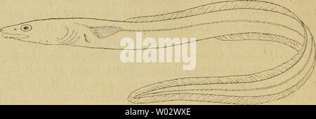 Image d'archive à partir de la page 159 de Die Fische der Ostsee (1883). Die Fische der Ostsee diefischederosts00mb Année : 1883 148 qui découlent d'une étude récente des autorités européennes. In : Bulletin de l'United States Fish Commission 8i-5. Washington, 1882, p.71. 100. Conger vulgaris Cuv. «Meeraal dän,. Havaal ; schwed. Hafs-Äl. Länge je-3 m. Körpergestalt Flufsaal wie beim. Ober- und Unterkiefer gleichlang rapide. Beginnt Die Rückenflosse Hinderende Brustflosse der über dem. Schwarzgrau weifs schwarzblau oder mit- lichem Bauch. Die senkrechten palmes ziemlich enfer, schwarz ge- randet. Dans der Hau Banque D'Images