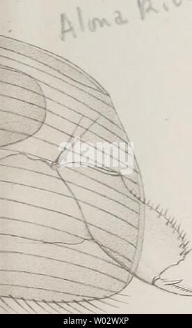 Image d'archive à partir de la page 160 du Cladoceren die der Umgebung von Banque D'Images