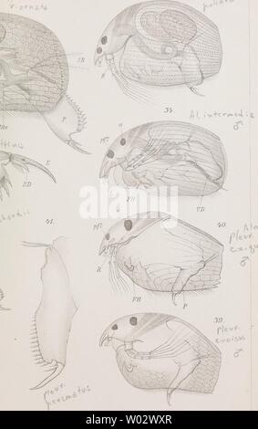 Image d'archive à partir de la page 160 du Cladoceren die der Umgebung von Banque D'Images