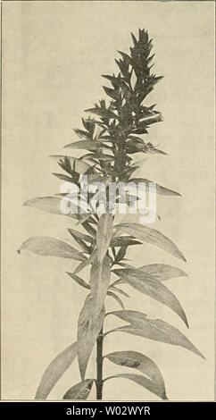 Image d'archive à partir de la page 158 de Die Gartenwelt (1897). Die Gartenwelt diegartenwelt04berl Année : 1897 IV, 12 Die Gartenwelt. 141 einem mehr leichten Boden günstiger als einem schweren, lehmigen Boden. Das Knochenmehl gröfserer Düngung wird bei Flächen, die zum Anbau von Kohl, Mohrrüben, Petersilie, Bohnen, Salat etc. dienen sollen, leicht auf den Boden und untergeeggt geharkt gestreut oder. Inzungen anpfl Gemüse bei.bewährt sich es vorzüglich, ebenso bringt es Bei Verwendung für überraschende Rasenpartien Resultate, das Gras wächst, üppig erhält frissen vágott kalódás gyertyán saftgrünes Aussehen ein, und wird, w Banque D'Images