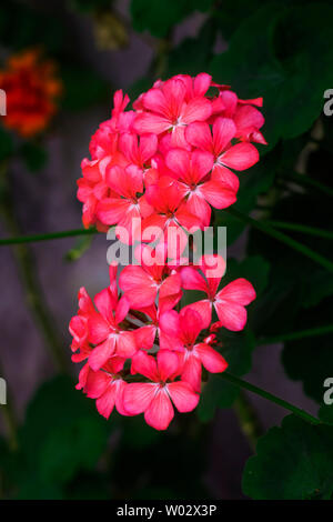 Une bande de couleur rose géranium fleurs sur fond vert sombre Banque D'Images