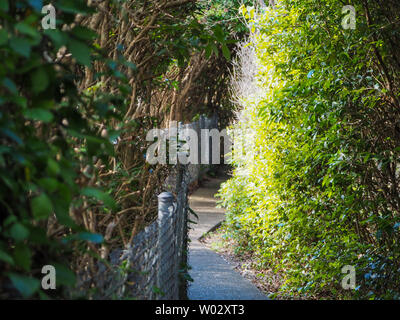 Chemin à travers le promontoire, avec des plantes formant une jolie arche naturelle jusqu'au sentier, avec la lumière du soleil qui s'éfond dans les trous, Forster NSW Australie Banque D'Images