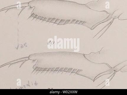 Image d'archive à partir de la page 162 de Die der Umgebung von Cladoceren Banque D'Images