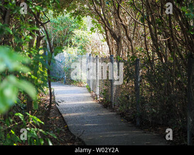 Chemin à travers le promontoire, avec des plantes formant une jolie arche naturelle jusqu'au sentier, avec la lumière du soleil qui s'éfond dans les trous, Forster NSW Australie Banque D'Images