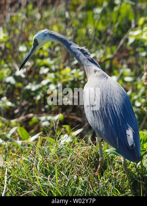 Héron à face blanche, avec son plumage bleu pâle gris, long cou mince et bec noir pointu, chasse aux proies, nourriture, parmi la brousse côtière verte Banque D'Images