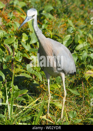 Héron à face blanche, avec son plumage bleu pâle gris, long cou mince et bec noir pointu, chasse aux proies, nourriture, parmi la brousse côtière verte Banque D'Images