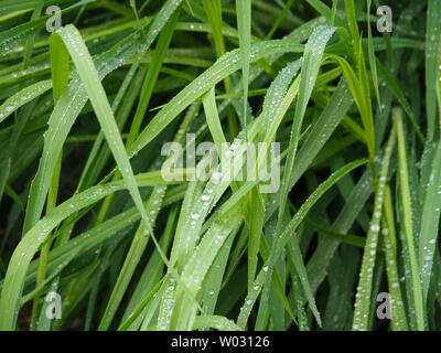 Gouttes d'eau, gouttelettes de pluie sur les lames de la longue herbe verte humide Banque D'Images