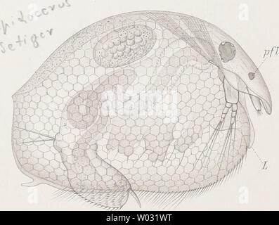 Image d'archive à partir de la page 167 de Die der Umgebung von Cladoceren Banque D'Images