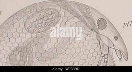Image d'archive à partir de la page 170 de Die der Umgebung von Cladoceren Banque D'Images
