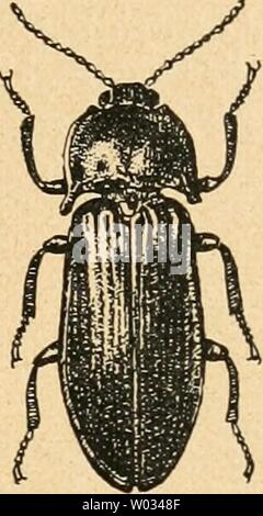 Image d'archive à partir de la page 172 de Die forstinsekten Mitteleuropas Ein lehr-. Die forstinsekten Mitteleuropas. Ein Lehr- und handbuch dieforstinsekten02esch Année : 1914 Banque D'Images