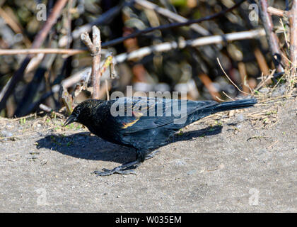 Bel oiseau noir à ailes rouges mâle . En attendant quelques graines en hiver, assis sur un rocher, le rouge est caché par des ailes fermées Banque D'Images