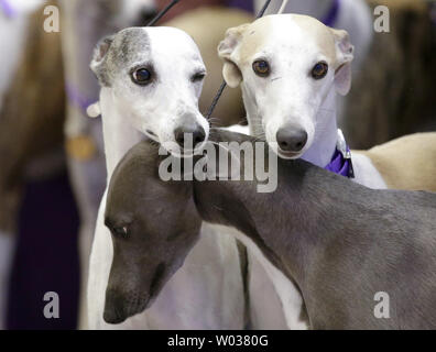 Whippets arrivent sur scène quand la race célèbre les 125 ans de leur première compétition à la Westminster Dog Show au Madison Square Garden de New York, le 26 septembre 2017. Whippets ont été introduites pour la première fois à la Westminster Kennel Club Dog Show en 1893 en tant que membre de la groupe de sportifs. Le premier spectacle de Westminster a eu lieu le 8 mai 1877, ce qui en fait la deuxième plus longue tenue en permanence l'événement sportif en United States derrière seulement le Derby du Kentucky, qui a lieu pour la première fois en 1875. Photo de John Angelillo/UPI Banque D'Images