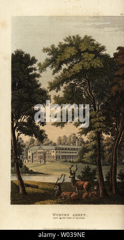 L''Abbaye de Woburn, siège du Duc de Bedford. Jardins paysagers et Deer Park par Humphry Repton. Coloriée à la gravure sur cuivre de Rudolph Ackermann's Repository of Arts, Londres, 1823. Banque D'Images