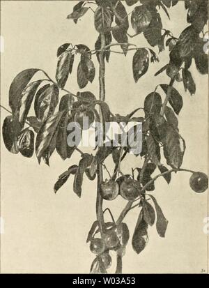 Image d'archive à partir de la page 182 de Die Gartenwelt (1897). Die Gartenwelt diegartenwelt04berl Année : 1897 Zweig mit Persimonen. « Garteuwell Originalaufnahme für die' banden, sie von der Verwen dung- auszuschliefsen im Freien und ins Gewächshaus zu ver- weisen, wenig wie wir ebenso, Stauden Bäume und Sträucher aus jenen Regionen unter Glas kultivieren. Fruchtbäume Fremdländische. Avogat-Birne Giiajava und. Von E. Jahn, Obergärtner des Botanischen Gartens, Genua. (Hierzu zwei Abbildungen.) dans l'icht zum erstenmal wer- den dans der Zeitschrift tro- pische Früchte und beschrieben abgebildet. Die obeng Banque D'Images