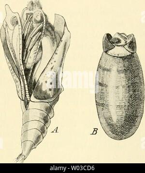 Image d'archive à partir de la page 186 de Die forstinsekten Mitteleuropas Ein lehr-. Die forstinsekten Mitteleuropas. Ein Lehr- und handbuch dieforstinsekten01esch Année : 1914 Der Vorgang des Ausschlüpfens. 169 Bei den offen liegenden Puppen gelangt die Imago unmittelbar nach dem Ausschlüpfen Puppenhaut aus der dans die Freiheit. Nicht So einfach ist der "jailli dans Die Welt' bei diesen die Insekten, Puppen verborgen dans der Erde, unter Rinde, Im Holz usw. liegen, oder von einem Kokon um- schlossen sind. Alles, a été durch diese verborgene Lage der bisher Puppe zum Schutz gereichte, stellt sich dem nunmehr Banque D'Images
