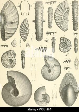 Image d'archive à partir de la page 200 de Die Cephalopodenfauna Reiflinger der Kalke Banque D'Images