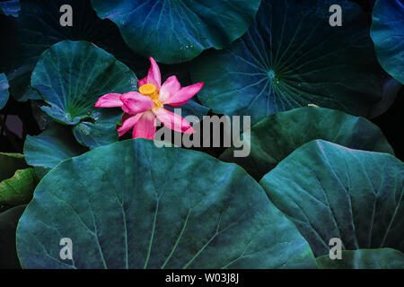 La photographie à Wendeng dans les eaux de fleurs Weihai, province de Shandong. Personne n'a la photographie de la nature de la couleur. Magnifiques tulipes sous l'eau. À l'extérieur. Paysage d'été paysage lumière lacs et confortable. météo pétales art. Lumineux feuilles Banque D'Images