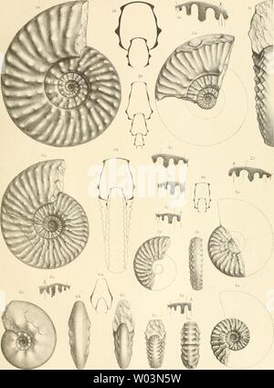 Image d'archive à partir de la page 210 de Die Cephalopodenfauna Reiflinger der Kalke Banque D'Images