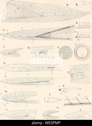 Image d'archive à partir de la page 213 de Die fossilen Tintenfische ; eine paläozoologische Banque D'Images