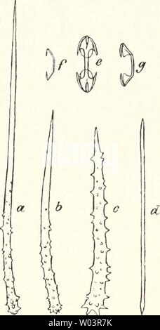 Image d'archive à partir de la page 215 de la faune Die Ergebnisse der südwest-Australiens Banque D'Images