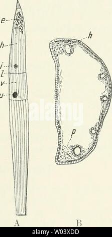 Image d'archive à partir de la page 222 de Die forstinsekten Mitteleuropas Ein lehr-. Die forstinsekten Mitteleuropas. Ein Lehr- und handbuch dieforstinsekten03esch Année : 1914 AB C ABB. 169. Un Beborstung Thoracalschildes dodecella des von H., B dieselbe des Analschildes Hinterende, C der Puppe mit zahlreichen. Hakenborsten Nach T r ä ä g r d h. Die Art wurde von Ratzeburg (F. 240) schrieben und die dans Forstentomo- logie eingeführt, nachdem er sie dans Kieferntrieben größerer Zahl aus ge- zogen, welche zum Teil mit hnoliaiia besetzt waren. N ü ß 1 i n erweiterte die Kenntnisse nach einer Mitteilung von Dis Banque D'Images