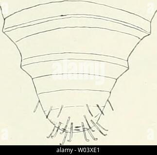 Image d'archive à partir de la page 222 de Die forstinsekten Mitteleuropas Ein lehr-. Die forstinsekten Mitteleuropas. Ein Lehr- und handbuch dieforstinsekten03esch Année : 1914 AB C ABB. 169. Un Beborstung Thoracalschildes dodecella des von H., B dieselbe des Analschildes Hinterende, C der Puppe mit zahlreichen. Hakenborsten Nach T r ä ä g r d h. Die Art wurde von Ratzeburg (F. 240) schrieben und die dans Forstentomo- logie eingeführt, nachdem er sie dans Kieferntrieben größerer Zahl aus ge- zogen, welche zum Teil mit hnoliaiia besetzt waren. N ü ß 1 i n erweiterte die Kenntnisse nach einer Mitteilung von Dis Banque D'Images