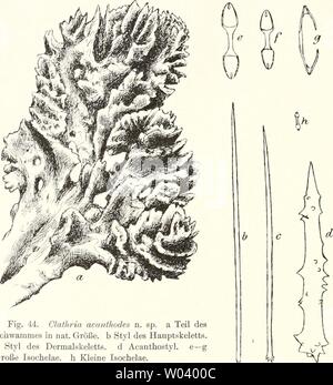 Image d'archive à partir de la page 225 de la faune Die Ergebnisse der südwest-Australiens Banque D'Images