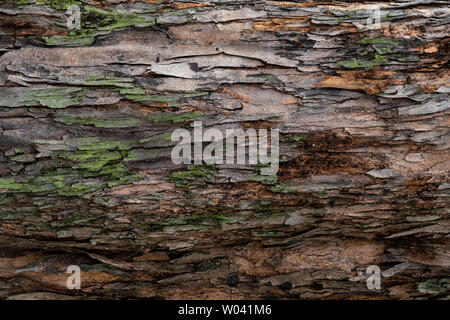 Libre de texture de l'écorce des arbres. Schéma de l'écorce d'un arbre naturel. Surface rugueuse du tronc. Vert mousse et lichen sur bois naturel. La peau de la saleté Banque D'Images