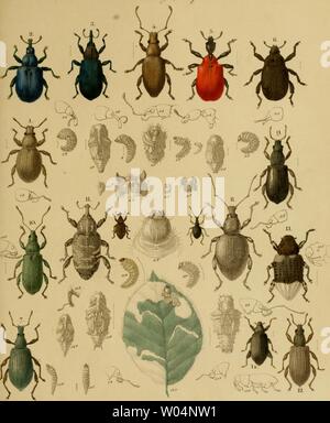 Image d'archive à partir de la page 276 de Die forst-insecten oder Figure Banque D'Images