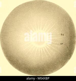 Image d'archive à partir de la page 288 de mourir, j'Cephalopoden Teil (1921). Die Cephalopoden diecephalopodeni, I. Teil1111naef Année : 1921 A. Naef del. Verlag c. R. Friedlander u. Sohn à Berlin J. B. Oberneller à München Banque D'Images