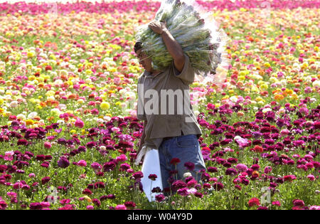 Les travailleurs migrants Tecolote sélection Ranunculus fleurs pendant une journée de printemps, le 16 avril 2004 à Carlsbad, en Californie, une ville juste au nord de San Diego. Les champs de fleurs de Carlsbad Ranch visiteur apporte de partout dans le monde pour voir les cinquante hectares de la touche de couleur. (Photo d'UPI/Earl Cryer) Banque D'Images