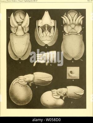 Image d'archive à partir de la page 312 de mourir, j'Cephalopoden Teil (1921). Die Cephalopoden diecephalopodeni, I. Teil1111naef Année : 1921 Verlag c. R. Friedländer u. Sohn dans Berlin, j. B. Obernetter à München Banque D'Images