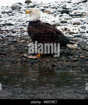 Un pygargue à tête blanche a donné naissance à des fêtes sur le long de la rivière Nooksack salmon près de Welcome, Washington le 19 janvier 2008. Le meilleur moment pour voir ce rassemblement de l'aigle, le plus grand dans les 48 états inférieurs, est la mi-décembre à la mi-février. (Photo d'UPI/Jim Bryant). Banque D'Images