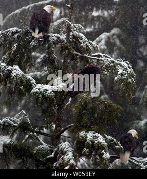 Deux aigles à tête blanche et un juvénile Pygargue à tête blanche (C), observer le long de l'activité près de la rivière Nooksack Bienvenue, Washington le 19 janvier 2008. Le meilleur moment pour voir ce rassemblement de l'aigle, le plus grand dans les 48 états inférieurs, est la mi-décembre à la mi-février. (Photo d'UPI/Jim Bryant). Banque D'Images