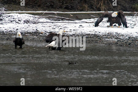 Trois Pygargues à tête blanche adultes se rassemblent le long de la rivière Nooksack à festoyer sur engendré-out près de saumon Bienvenue, Washington le 19 janvier 2008. Le meilleur moment pour voir ce rassemblement de l'aigle, le plus grand dans les 48 états inférieurs, est la mi-décembre à la mi-février. (Photo d'UPI/Jim Bryant). Banque D'Images