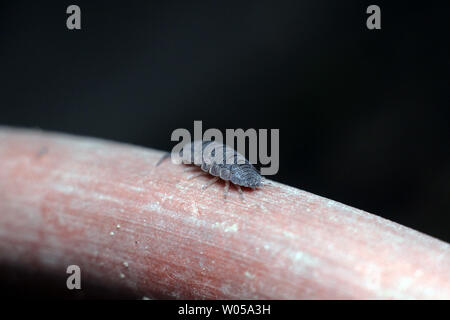 Armadilidium opacum. Banque D'Images