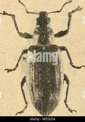 Image d'archive à partir de la page 328 de Die forstinsekten Mitteleuropas Ein lehr-. Die forstinsekten Mitteleuropas. Ein Lehr- und handbuch dieforstinsekten02esch Année : 1914 Banque D'Images