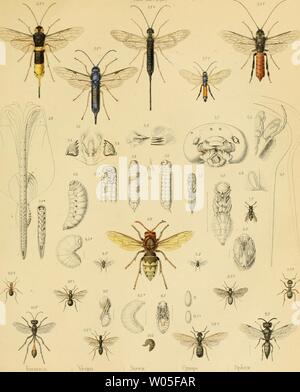 Image d'archive à partir de la page 334 de Die forst-insecten oder Figure Banque D'Images