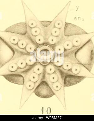 Image d'archive à partir de la page 348 de mourir, j'Cephalopoden Teil (1921). Die Cephalopoden diecephalopodeni, I. Teil1111naef Année : 1921 Verlag c. K. Friedländer u. Sohn à Berlin J- B. Obernetter en Münclien Banque D'Images