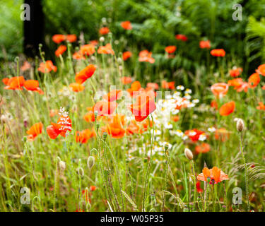 Libre de coquelicots dans un pré sur une journée ensoleillée. Banque D'Images