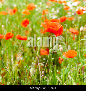 Libre de coquelicots dans un pré sur une journée ensoleillée. Banque D'Images