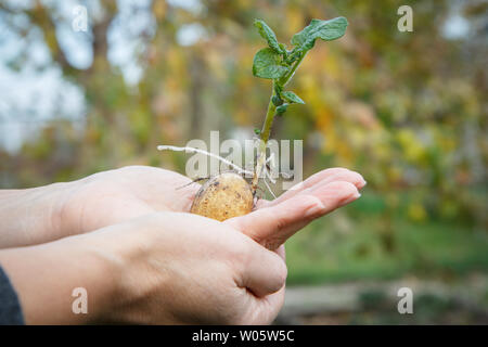 Tubercule de pomme de terre germés avec des feuilles vertes dans woman's hand. Plants de pomme de terre en arrière-plan flou. Profondeur de champ. Banque D'Images