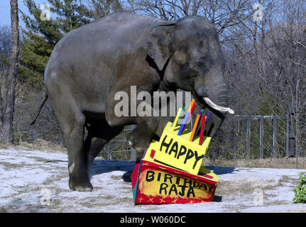 Raja l'éléphant d'Asie, des mesures sur son gâteau d'anniversaire qu'il célèbre son 12e anniversaire dans les Rivers Edge au St. Louis zoo à St Louis Le 27 décembre 2004. Raja, le premier né de l'éléphant au zoo de Saint-louis deviendra aussi un père pour la première fois en octobre ou novembre. Raja se présente cette année comprennent un cigare et Hugh un lien coloré rempli de ses favoris -les melons, les pommes, les bananes et le maïs soufflé. (Photo d'UPI/Bill Greenblatt) Banque D'Images