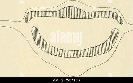 Image d'archive à partir de la page 373 de Die gall der Pflanzen, ein Banque D'Images