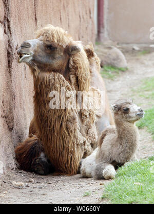 Heidi, une femme chameau de Bactriane, né le 21 mars pesant 61 livres, est assis à côté de sa mère au St. Louis zoo à St Louis le 20 avril 2006. Les espèces en danger critique d'extinction est originaire de Mongolie en Asie centrale. Les chameaux sont bébé né avec deux bosses, comme leurs parents, mais à la naissance ces mises à plat sur le côté jusqu'à ce qu'ils peuvent stocker jusqu'à la richesse énergétique de la graisse. (Photo d'UPI/Bill Greenblatt) Banque D'Images